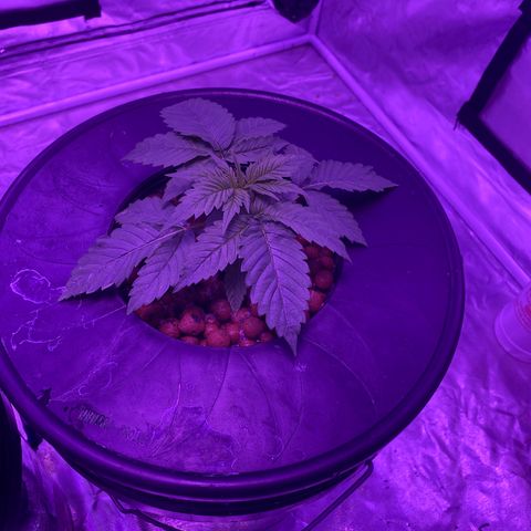 Hulkberry growlog timeline photo
