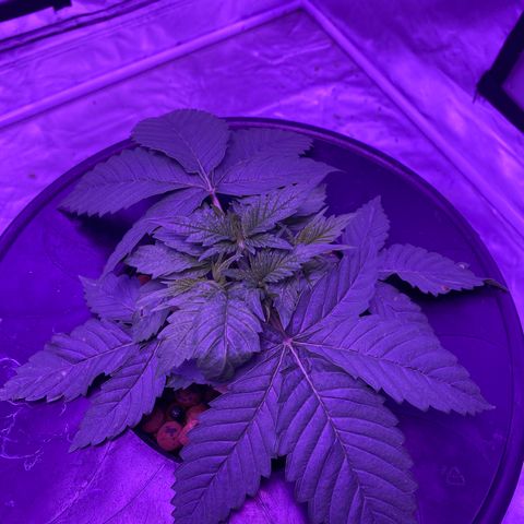 Hulkberry growlog timeline photo