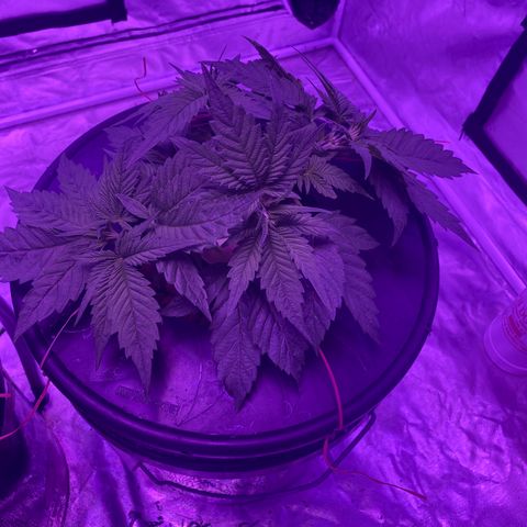 Hulkberry growlog timeline photo