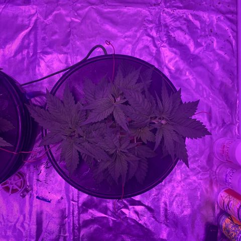 Hulkberry growlog timeline photo