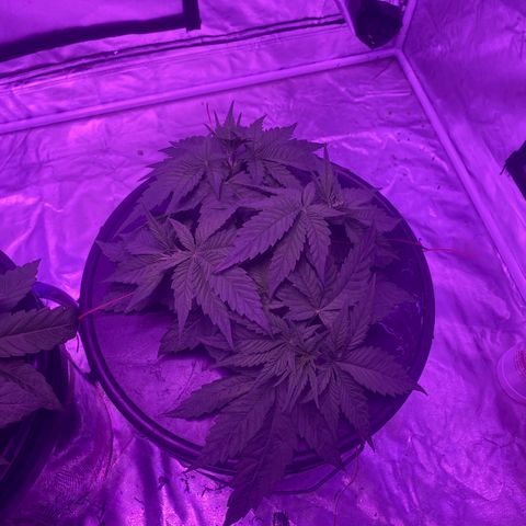 Hulkberry growlog timeline photo