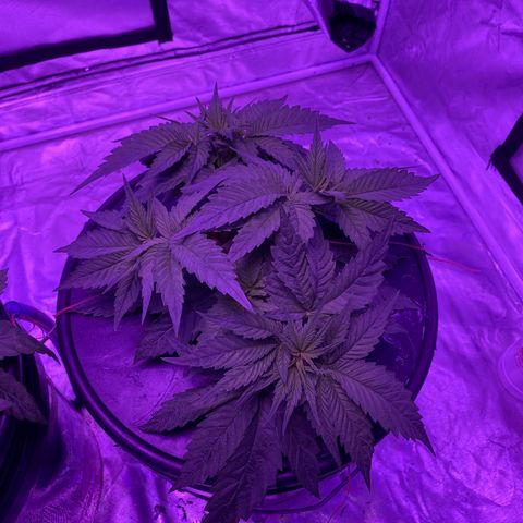 Hulkberry growlog timeline photo