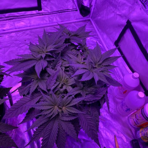 Hulkberry growlog timeline photo