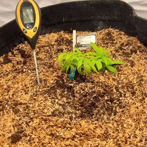 Blue cheese growlog photo: 2semana