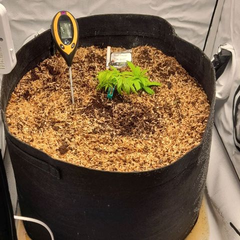 Blue cheese growlog photo: 2da semana veg.
Biobizz
80lts. Living soil.
