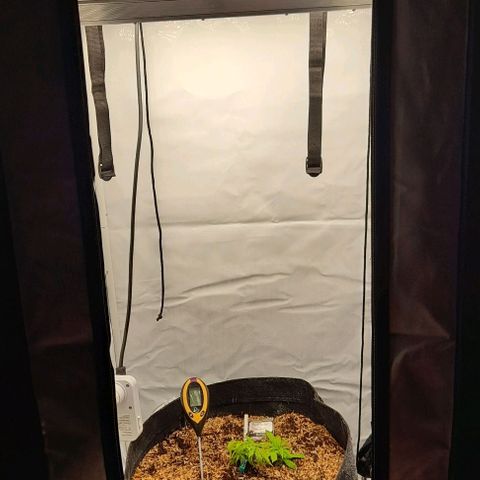 Blue cheese growlog photo: 2da semana veg.
Biobizz
80lts. Living soil.

