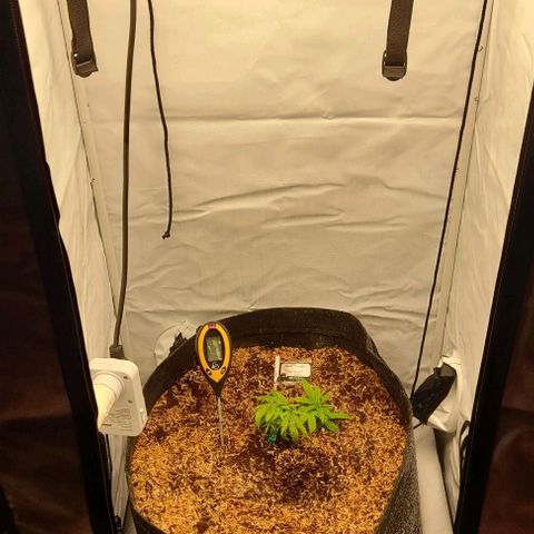 Blue cheese growlog photo: 2da semana veg.
Biobizz
80lts. Living soil.
