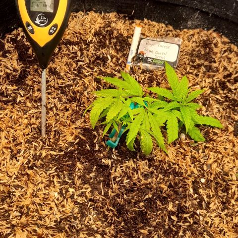 Blue cheese growlog photo: 2da semana veg.
Biobizz
80lts. Living soil.
