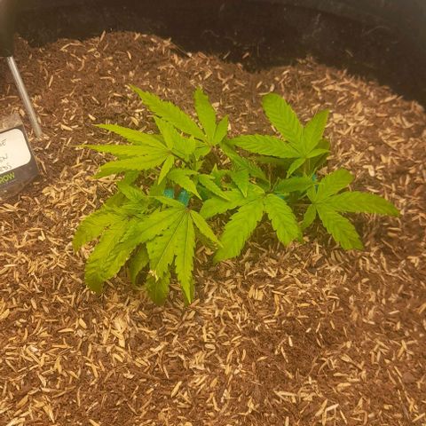 Blue cheese growlog timeline photo