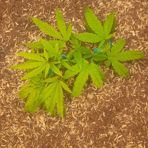 Blue cheese growlog timeline photo