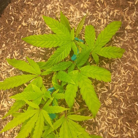 Blue cheese growlog timeline photo