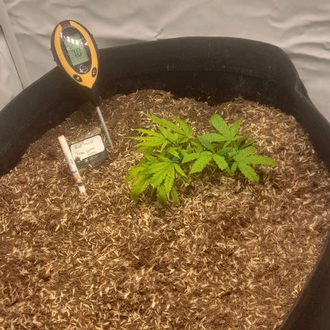 Blue cheese growlog timeline photo