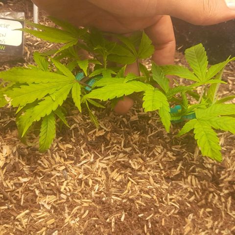 Blue cheese growlog timeline photo