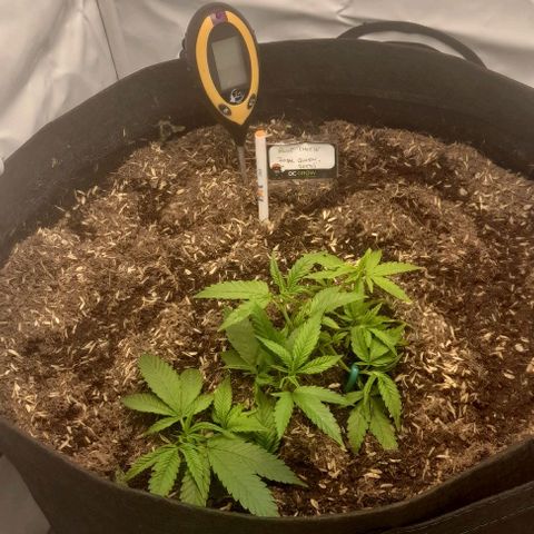 Blue cheese growlog photo: Mucho líquido.
Poner menos se 2lts.
