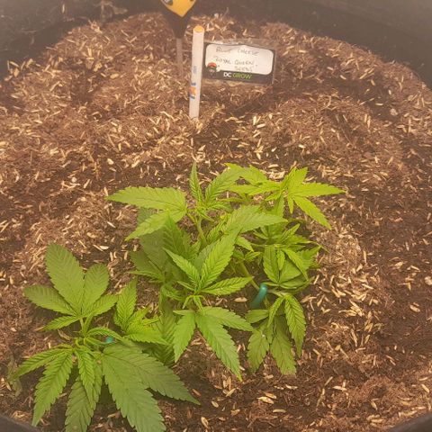 Blue cheese growlog timeline photo