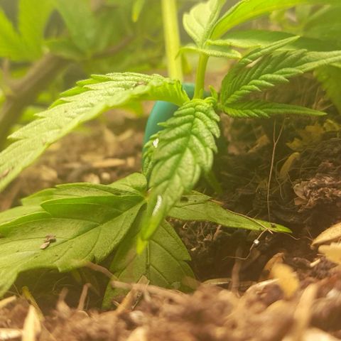 Blue cheese growlog timeline photo