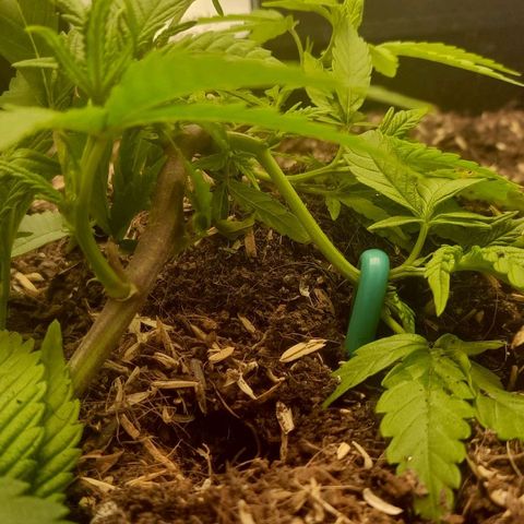 Blue cheese growlog timeline photo