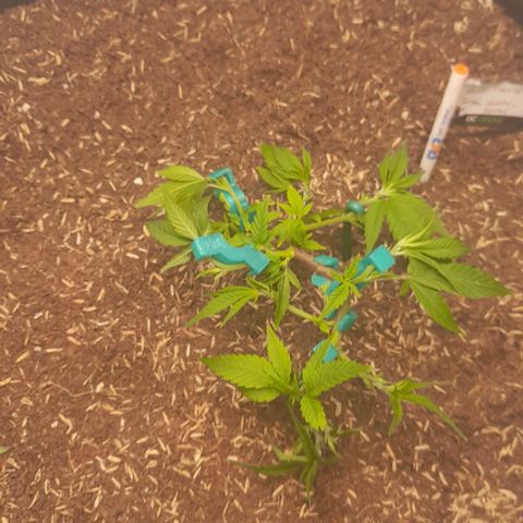 Blue cheese growlog photo: LST