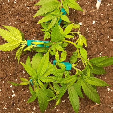 Blue cheese growlog photo: Super crop. 
Lst. 
ML.
Trasplante a "klasman" de 70lts.
Productos biobizz.
