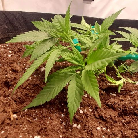 Blue cheese growlog photo: Super crop. 
Lst. 
ML.
Trasplante a "klasman" de 70lts.
Productos biobizz.
