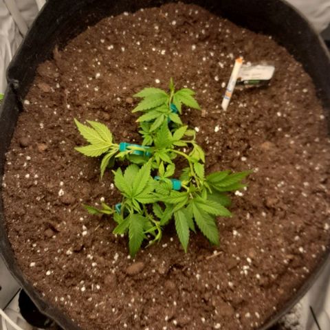 Blue cheese growlog photo: Super crop. 
Lst. 
ML.
Trasplante a "klasman" de 70lts.
Productos biobizz.
