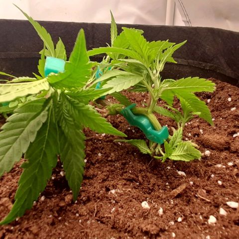 Blue cheese growlog photo: Super crop. 
Lst. 
ML.
Trasplante a "klasman" de 70lts.
Productos biobizz.
