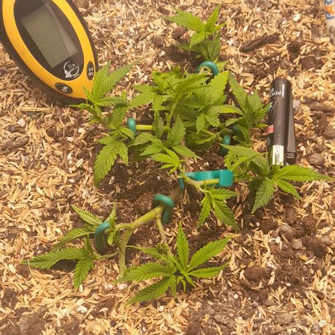Blue cheese growlog photo: 24 dias.
24 days.
Main lining. 