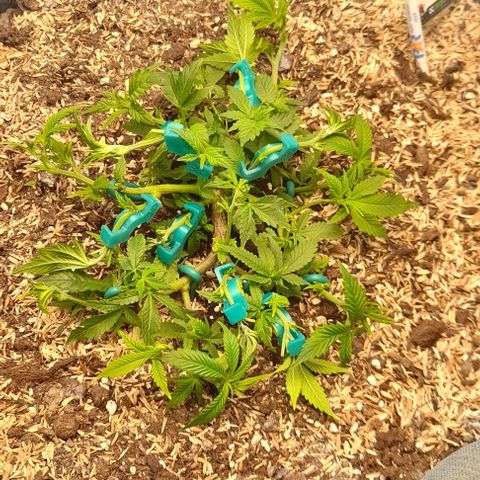 Blue cheese growlog timeline photo