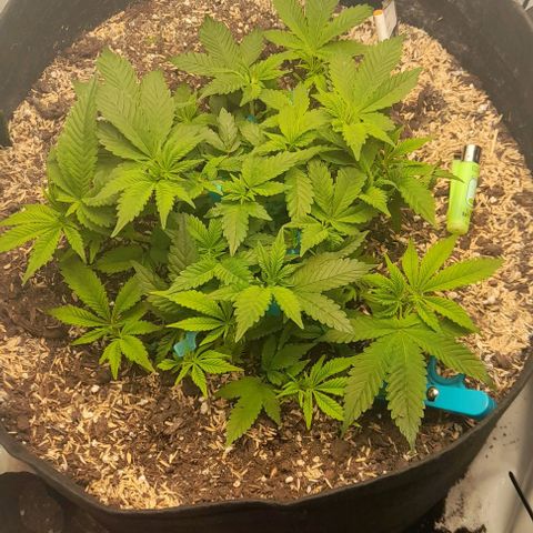 Blue cheese growlog photo: 1 semama sin podas