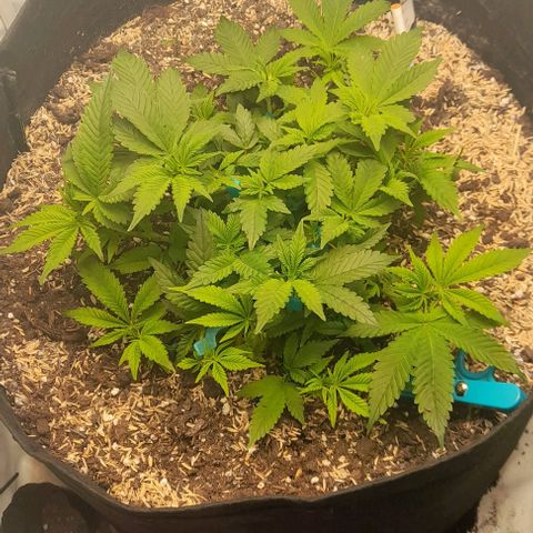 Blue cheese growlog photo: 1 semama sin podas