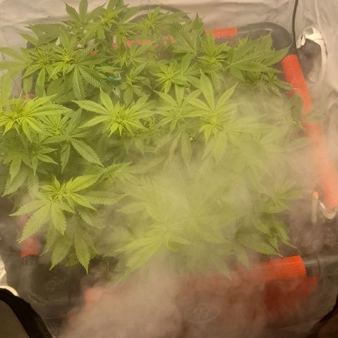 Blue cheese growlog photo: Segunda semana de floración.

Se colocó 20lts mas de tierra.
Completando 100lts de tierra.
Klasman 100 litros
Biobizz
Kawsay silicio
Biobrew lactobasilus
Azospirillum
Pangea Micorisas
