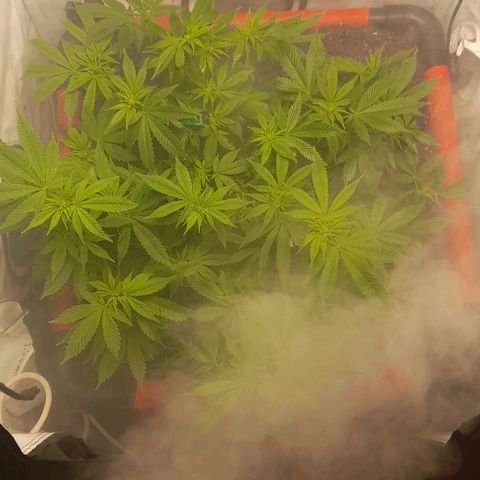 Blue cheese growlog photo: Segunda semana de floración.

Se colocó 20lts mas de tierra.
Completando 100lts de tierra.
Klasman 100 litros
Biobizz
Kawsay silicio
Biobrew lactobasilus
Azospirillum
Pangea Micorisas
