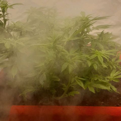 Blue cheese growlog photo: Segunda semana de floración.

Se colocó 20lts mas de tierra.
Completando 100lts de tierra.
Klasman 100 litros
Biobizz
Kawsay silicio
Biobrew lactobasilus
Azospirillum
Pangea Micorisas

