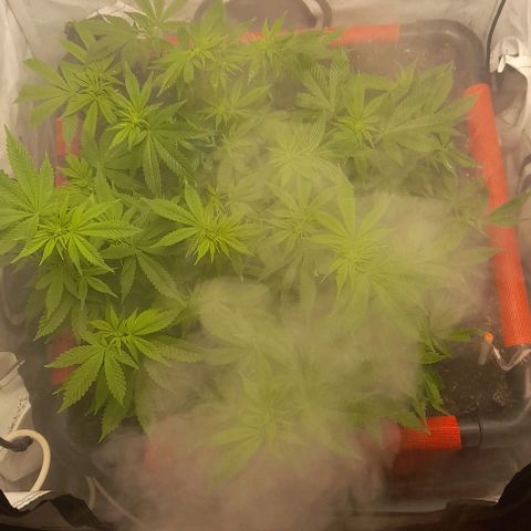Blue cheese growlog photo: Segunda semana de floración.

Se colocó 20lts mas de tierra.
Completando 100lts de tierra.
Klasman 100 litros
Biobizz
Kawsay silicio
Biobrew lactobasilus
Azospirillum
Pangea Micorisas
