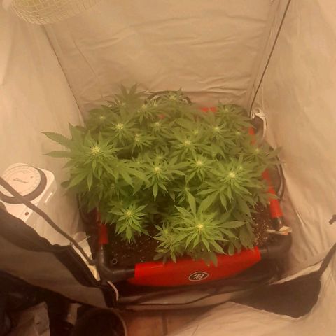 Blue cheese growlog photo: Sin palabras 