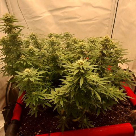 Blue cheese growlog timeline photo