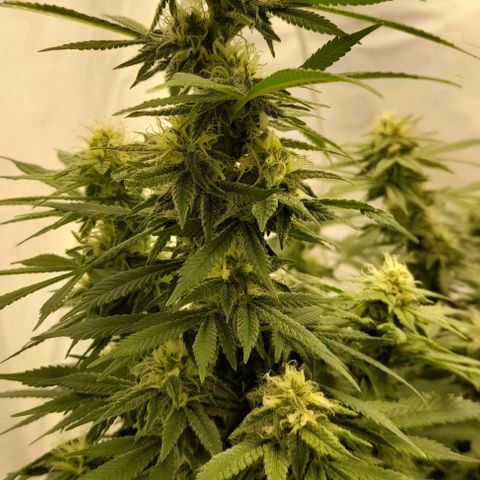Blue cheese growlog timeline photo