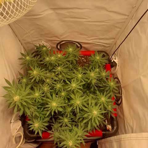 Blue cheese growlog timeline photo