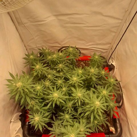 Blue cheese growlog timeline photo