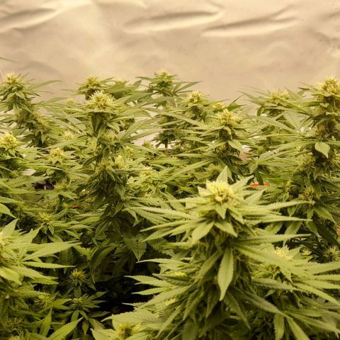 Blue cheese growlog timeline photo