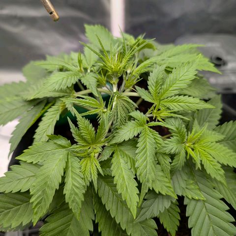Cherry Cola Auto growlog timeline photo
