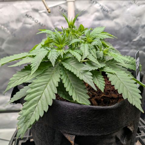 Cherry Cola Auto growlog timeline photo
