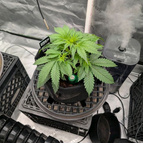 Cherry Cola Auto growlog timeline photo