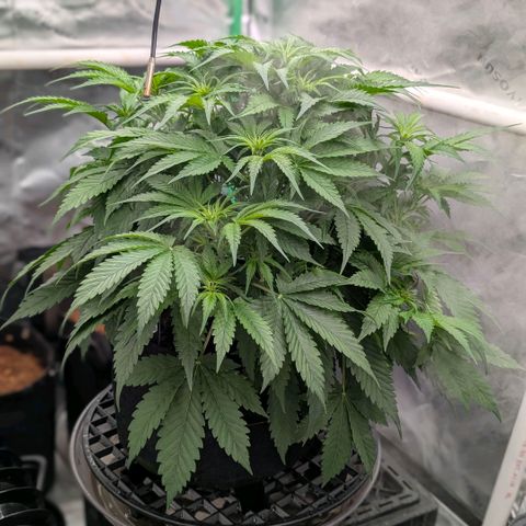 Cherry Cola Auto growlog timeline photo