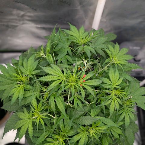 Cherry Cola Auto growlog timeline photo