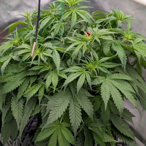 Cherry Cola Auto growlog timeline photo