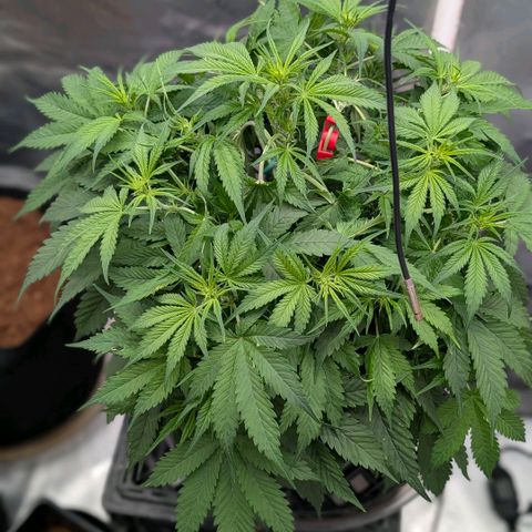 Cherry Cola Auto growlog timeline photo