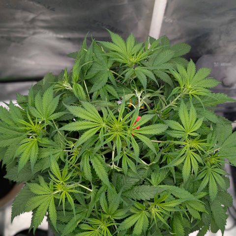 Cherry Cola Auto growlog timeline photo