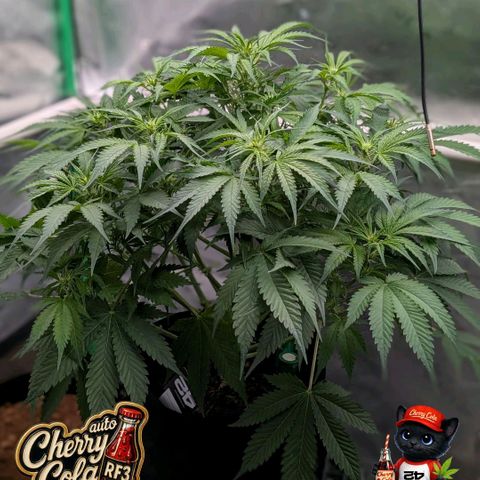 Cherry Cola Auto growlog timeline photo