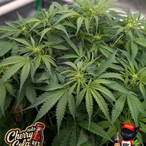 Cherry Cola Auto growlog timeline photo
